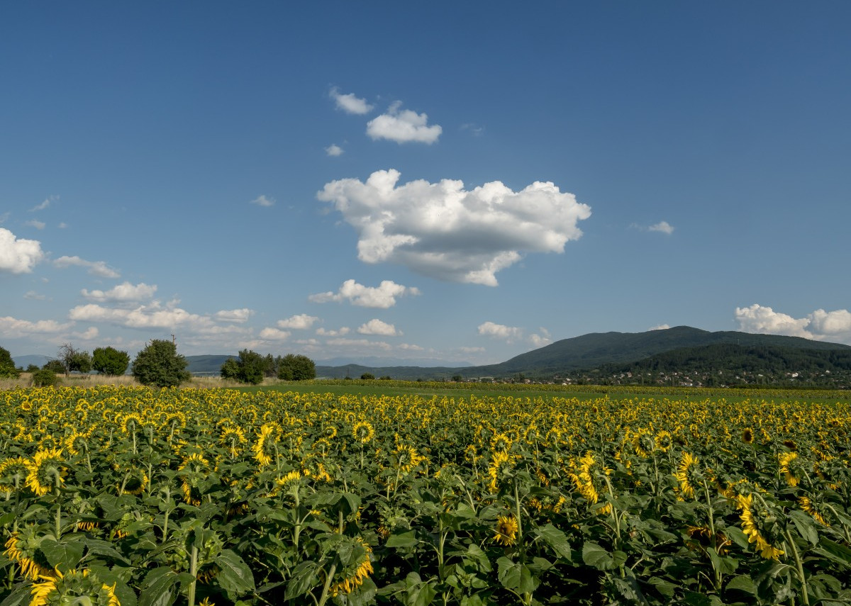 Villa Antea<br>Luglio 2024